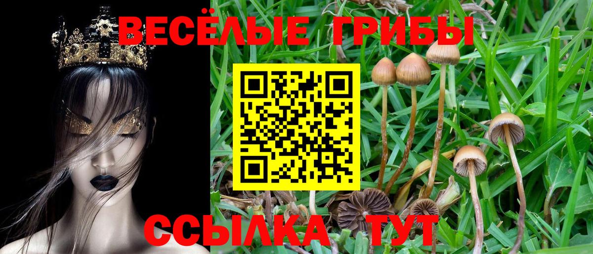 Псилоцибиновые грибы прущие грибы Абакан